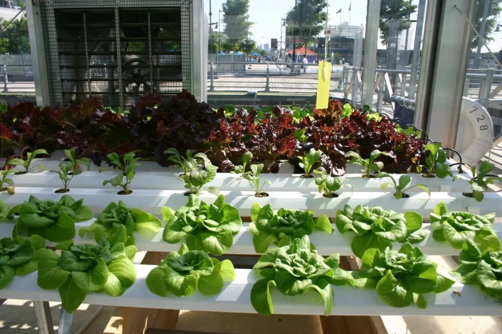 View of an indoor hydroponic garden growing lettuce by Ryan Somma - Leafy Greenhouse