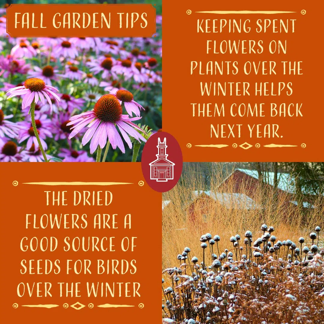 Fall garden tips - pictures of flowers