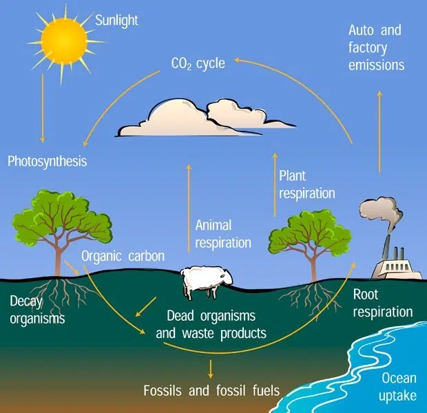 A graphic showing the carbon cycle