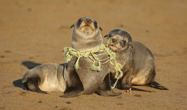 Baby seals on a beach with a plastic fishing net wrapped around it's neck