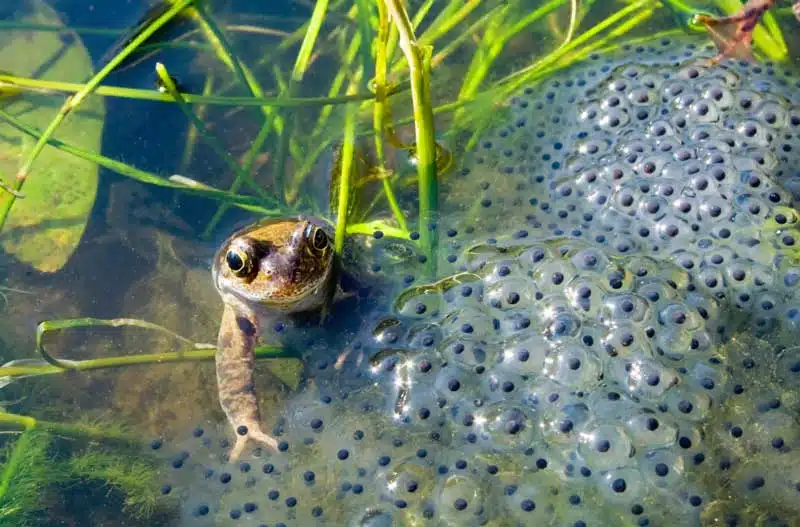 A frog in a pond with frog spawn