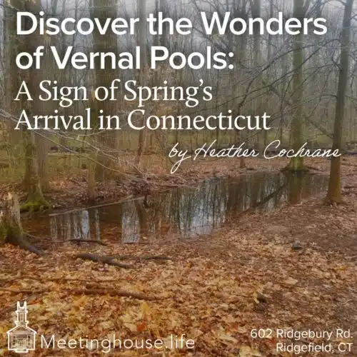 Link to Discover the Wonders of Vernal Pools: A Sign of Spring’s Arrival in Connecticut