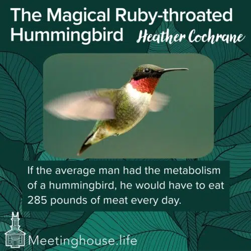 Link to The Magical Ruby-throated Hummingbird