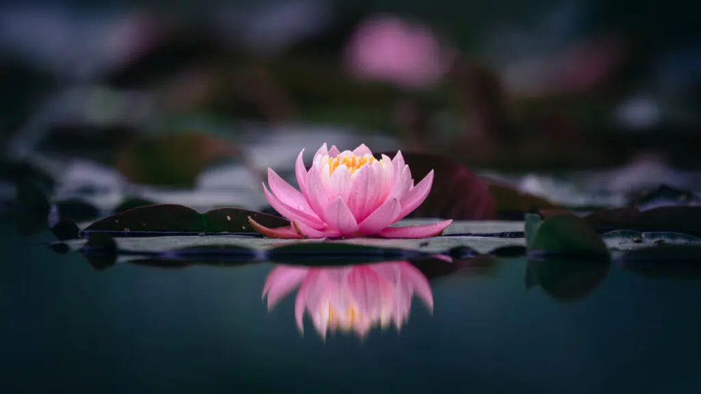 Lotus Flower