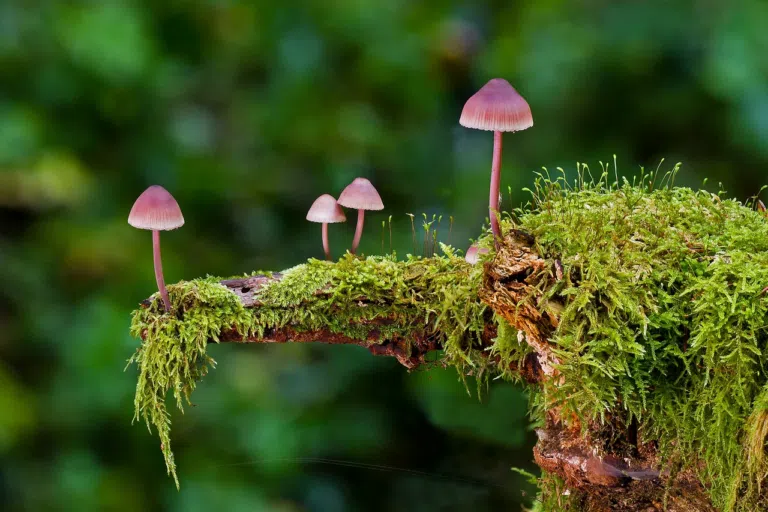 Mushroom in forest