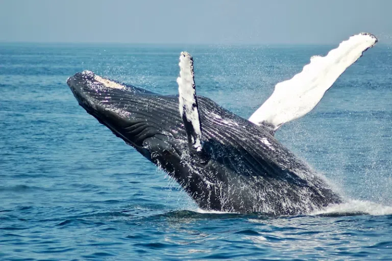 Whale in ocean jumping