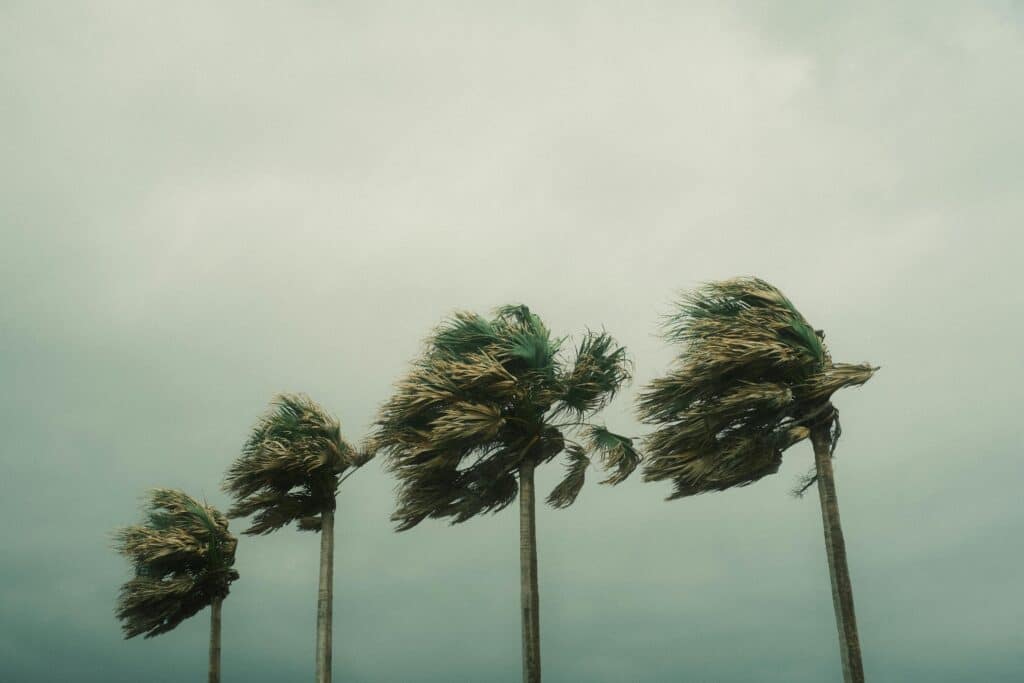 Palm trees in storm