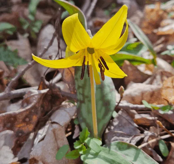 Link to Nature’s Neighbors: Welcoming Native Plants Into Your Landscape