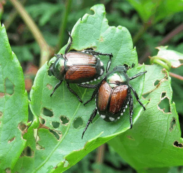 Link to Identifying Invasive Animals