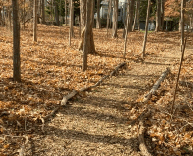 Link to Forest Bathing