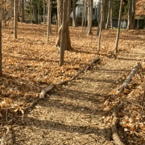 Link to Forest Bathing