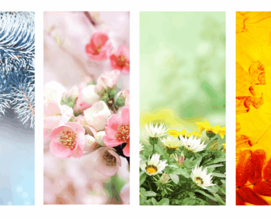 Link to Phenology in the New Year