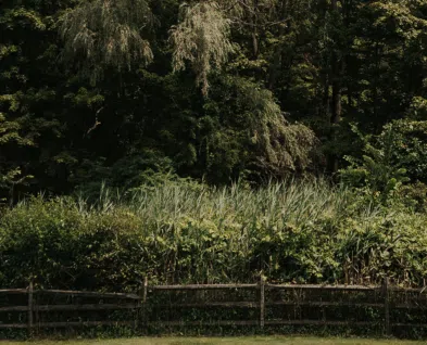 Link to Path Work – Invasive Species Removal