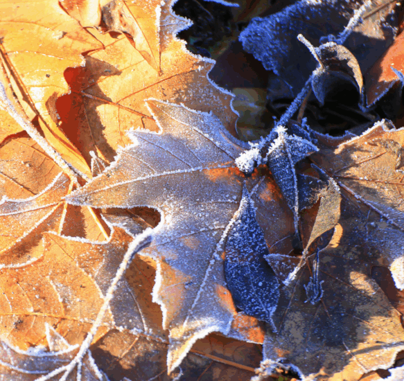 Link to What We Carry Home After Thanksgiving