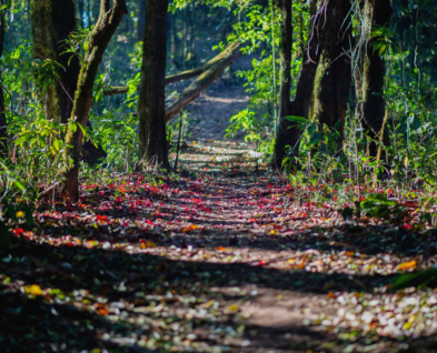 Link to Forest Bathing