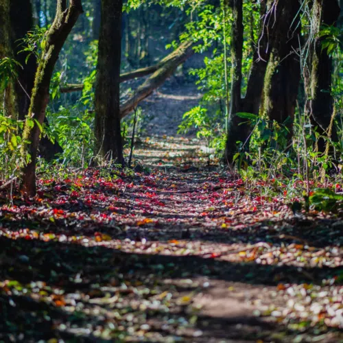 Link to Forest Bathing