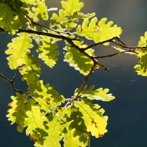 Link to Commemorative Oak Planting