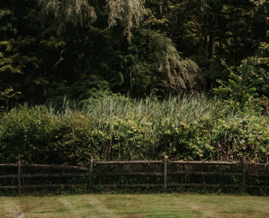 Link to Invasive Plant Removal Day