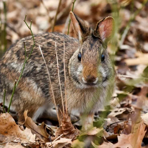 Link to The Easter Bunny has a cousin who is in trouble!