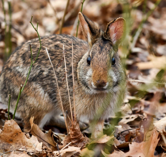 Link to The Easter Bunny has a cousin who is in trouble!