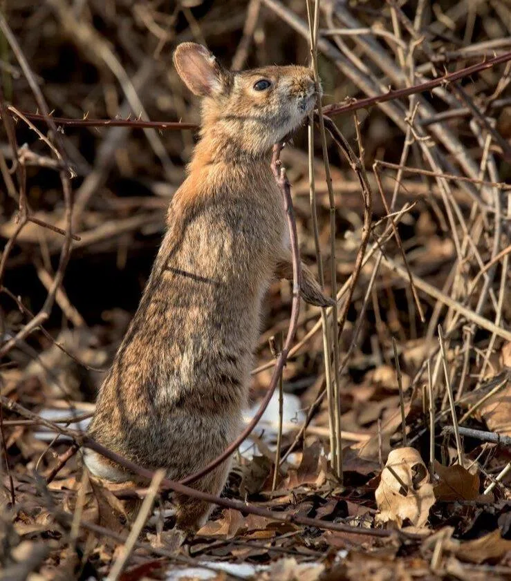 a rabbit in a thicket