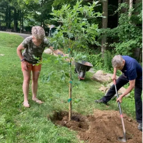 Link to Planting an Oak, Unearthing a Story