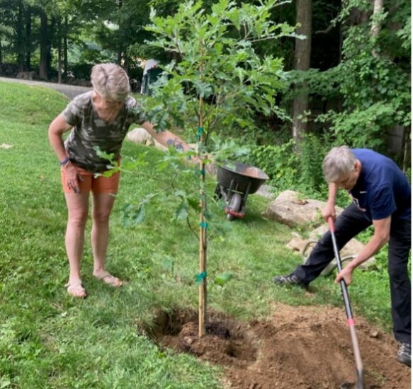 Link to Planting an Oak, Unearthing a Story